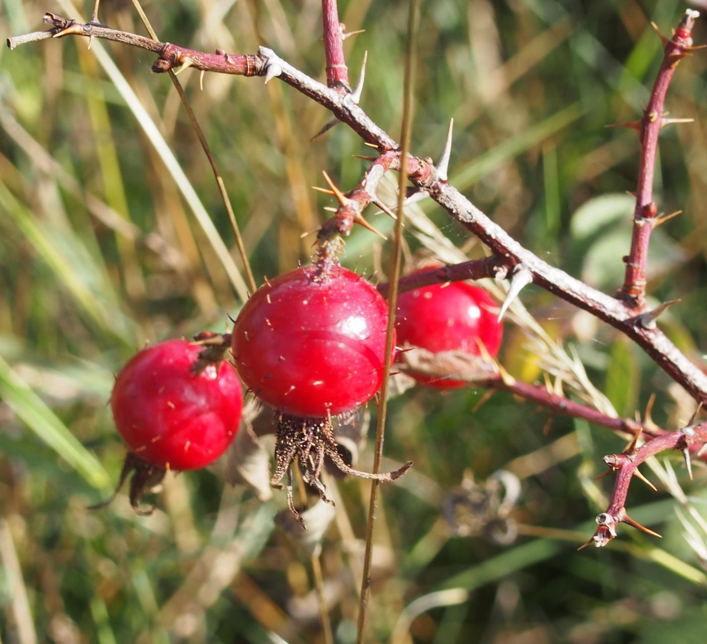 Rose, Thick-leaved fruit
